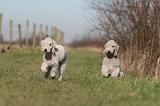 BEDLINGTON TERRIER 191